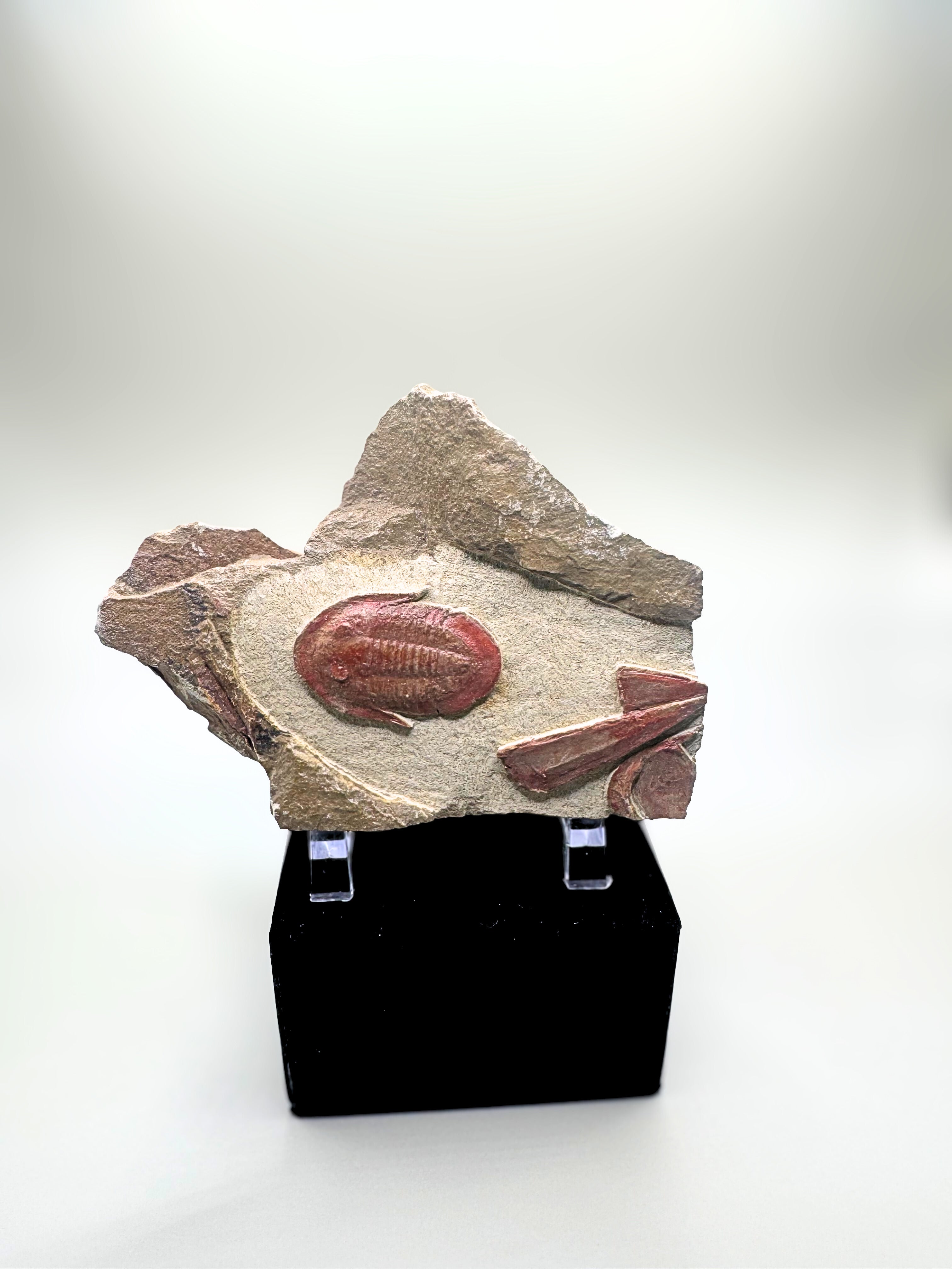 Trilobite