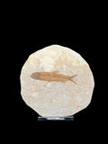Diplomystus Dentatus Fish Fossil