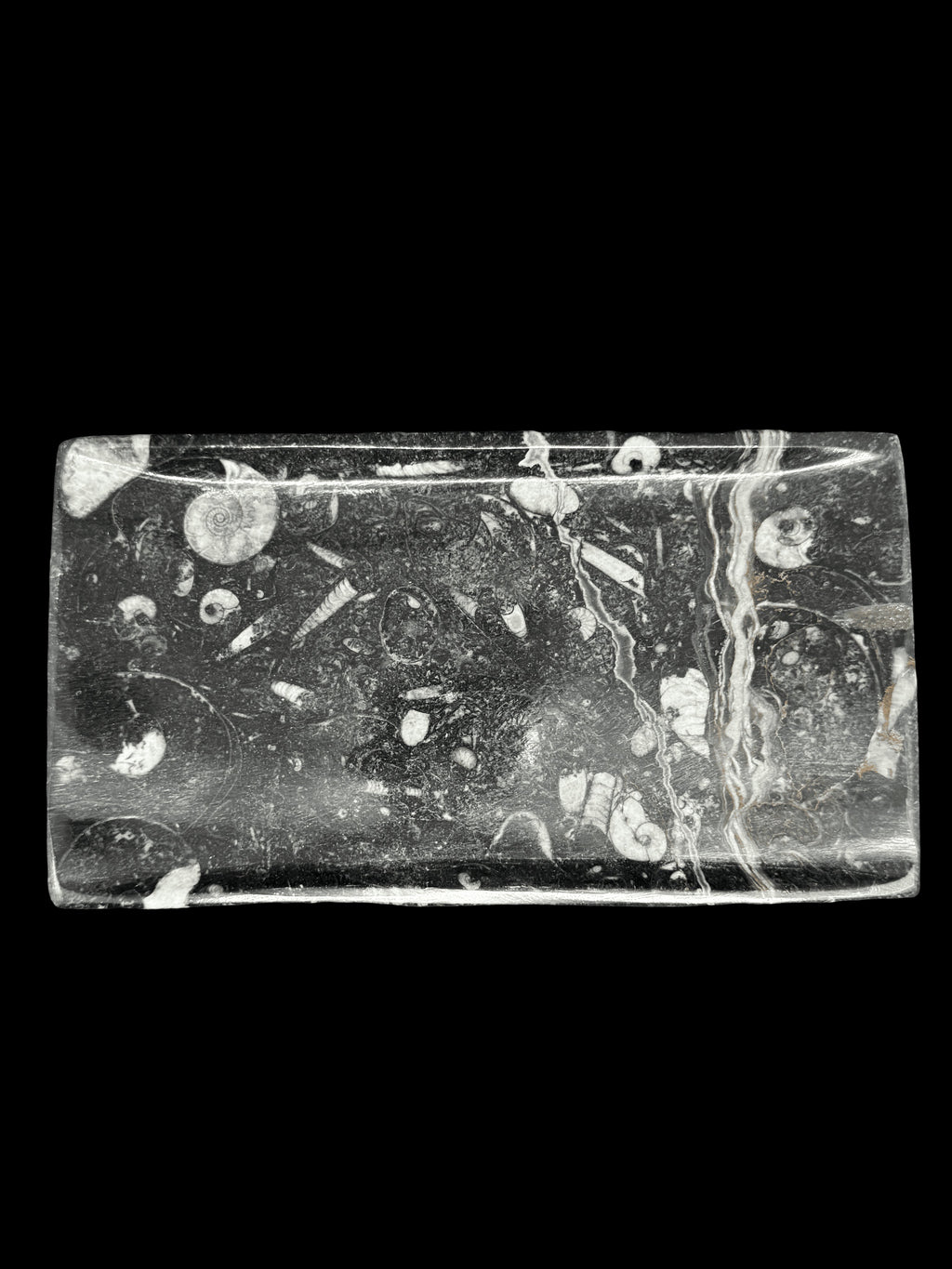 450 Million Years Old Rectangular Fossil Plate