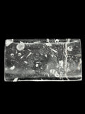 450 Million Years Old Rectangular Fossil Plate