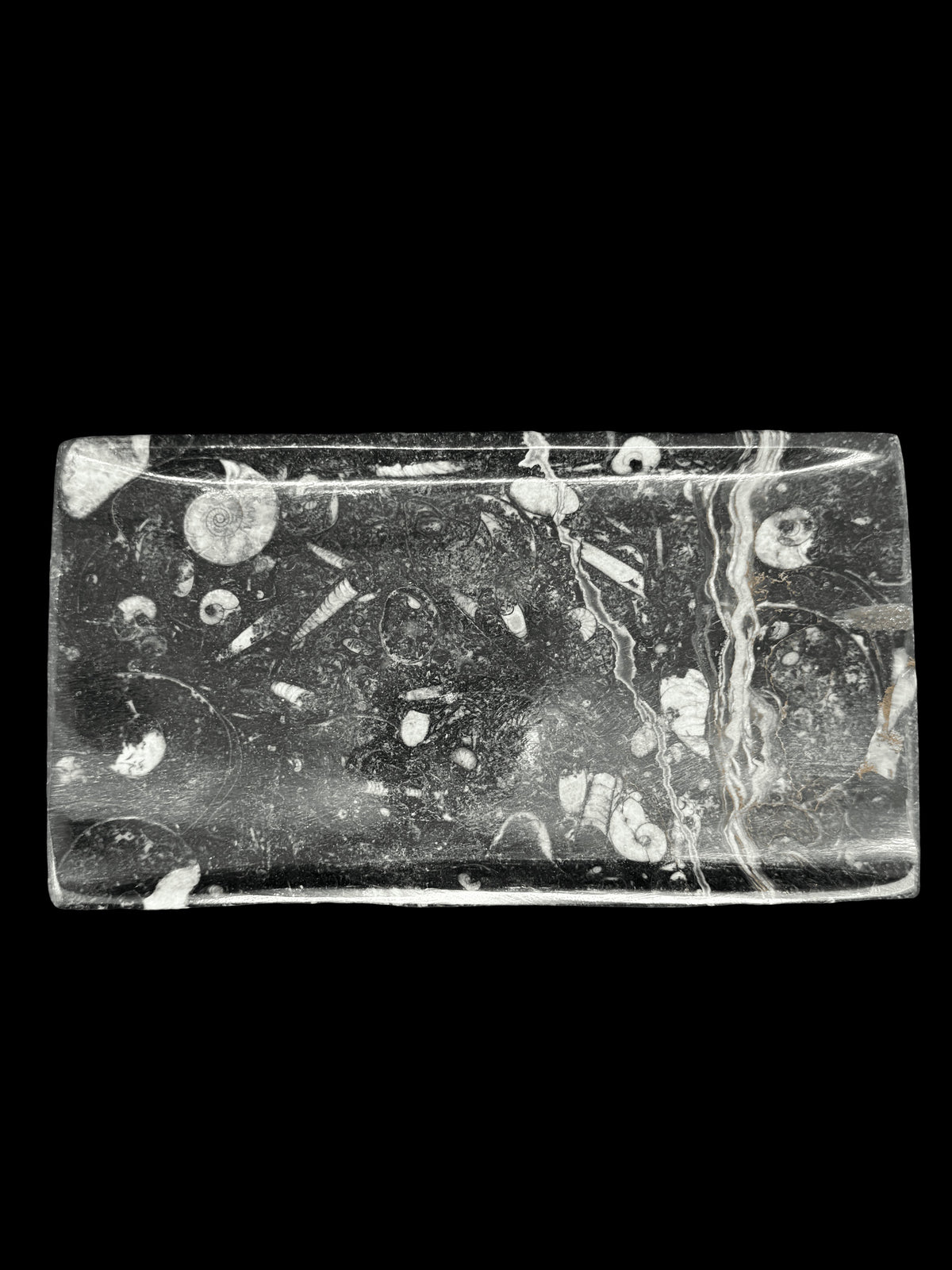 450 Million Years Old Rectangular Fossil Plate