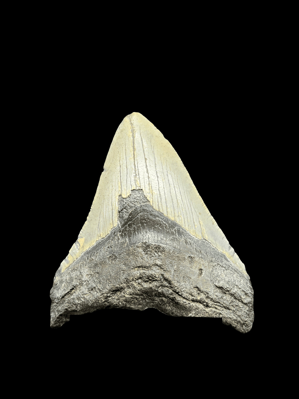 3”1/2” Megalodon Tooth
