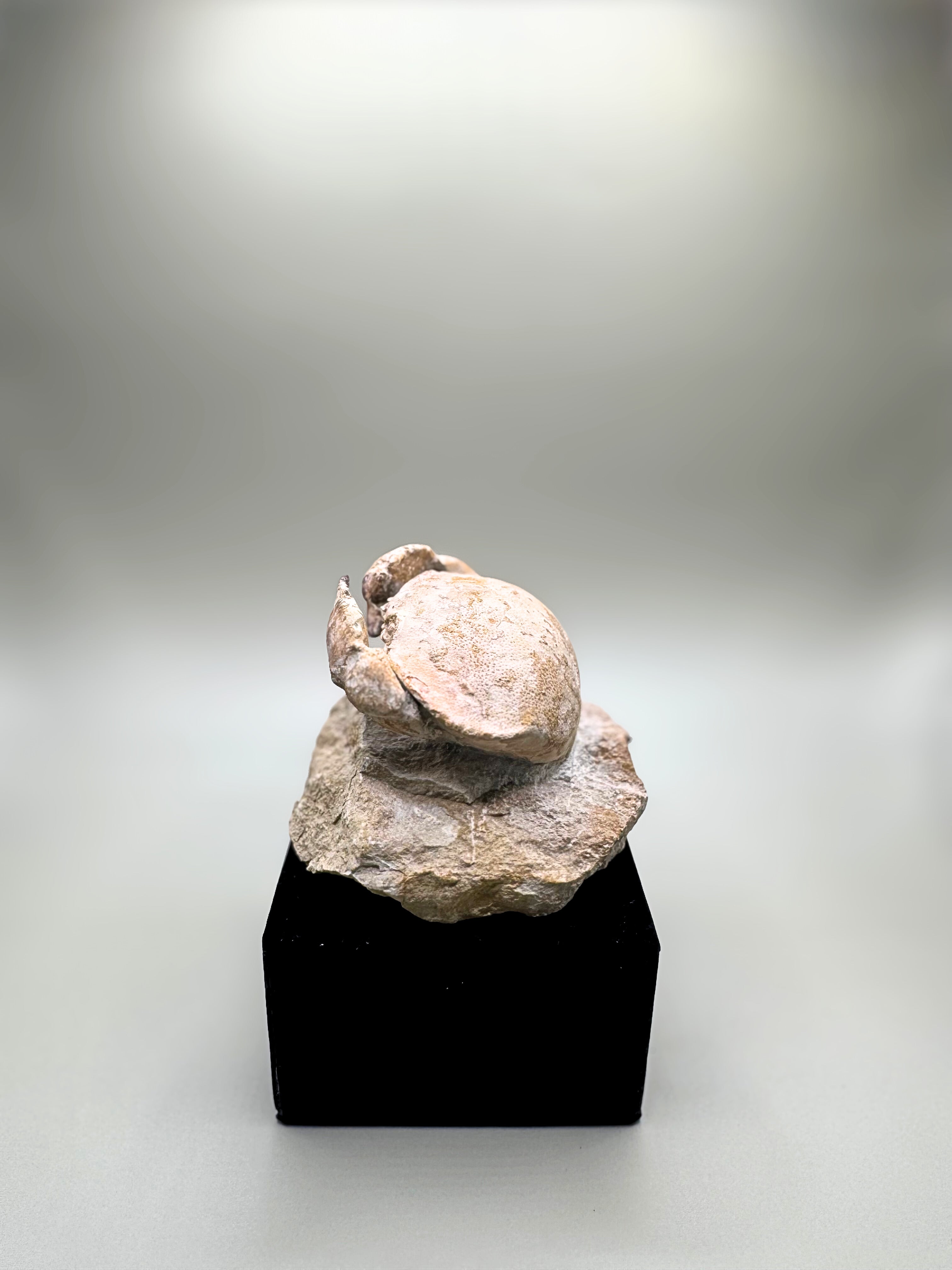 Crab fossil
