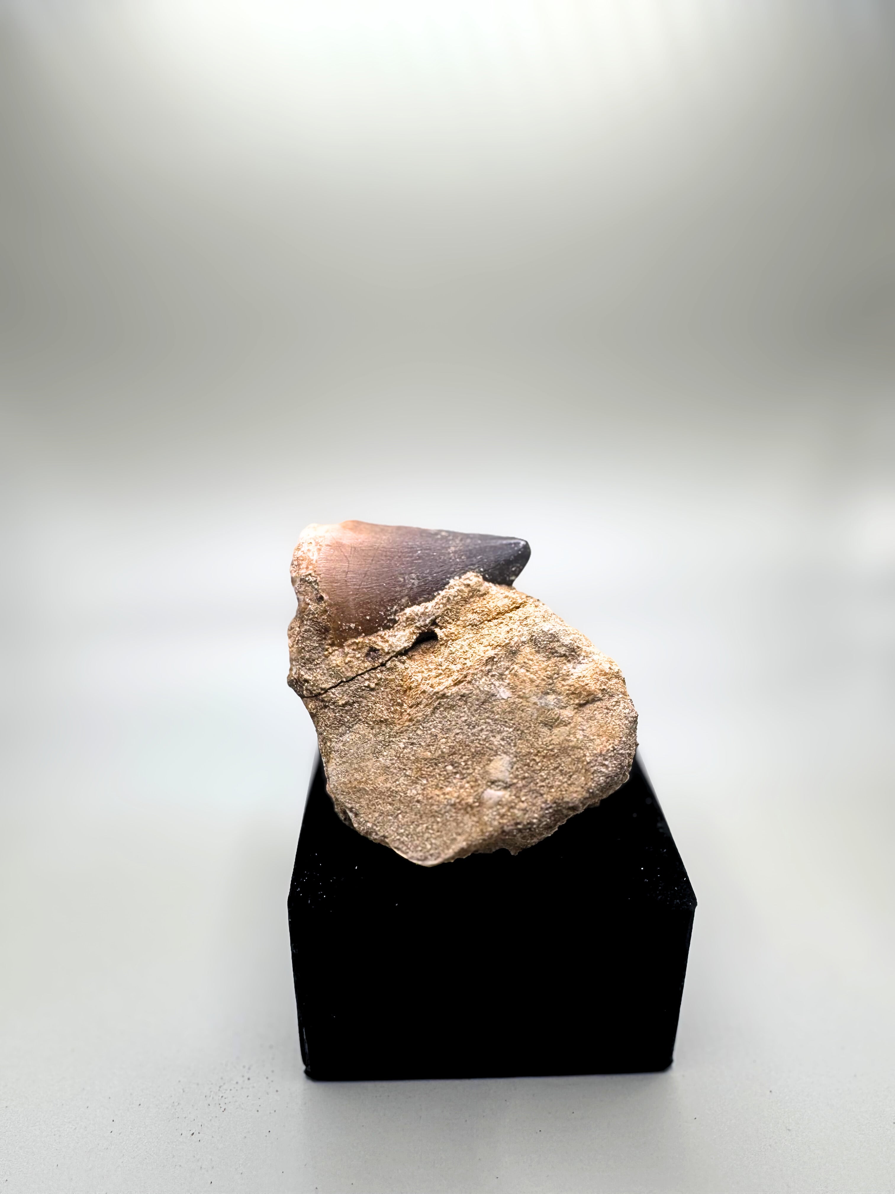 Mosasaurus tooth