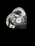 450 Million Years Old Fossil Heart Box