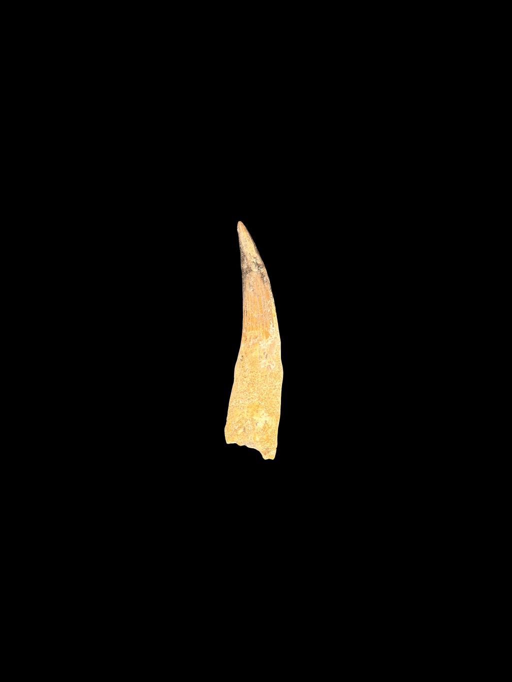 3”1/2” Spinosaurus Maroccanus Tooth
