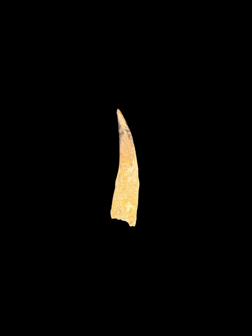 3”1/2” Spinosaurus Maroccanus Tooth