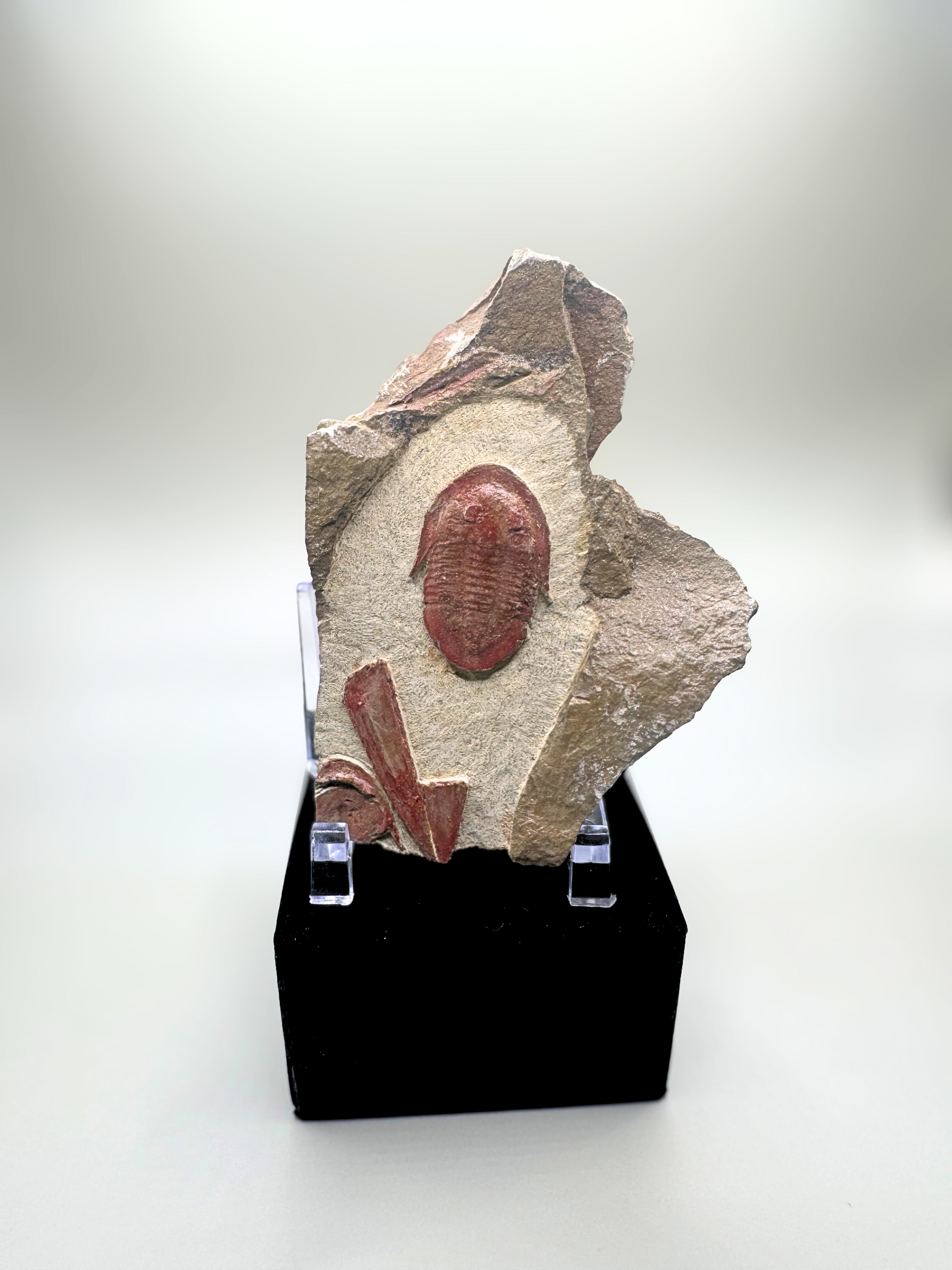 Trilobite