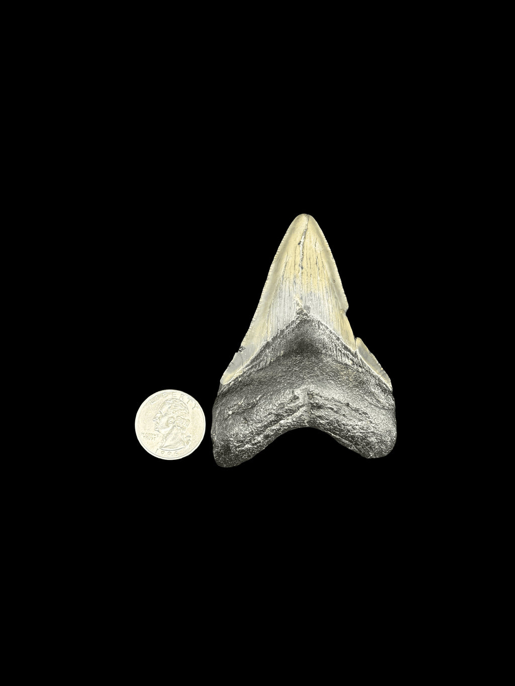 3” Megalodon Tooth