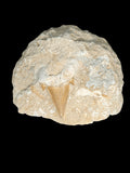 Otodus Obliquus Shark Teeth