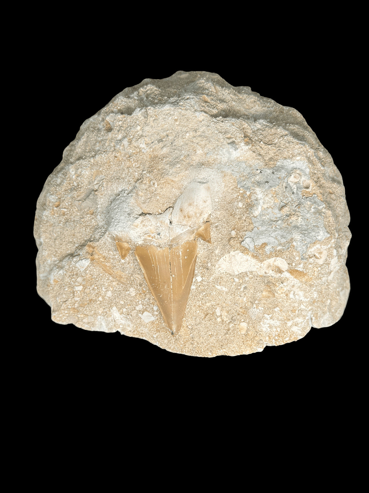 Otodus Obliquus Shark Teeth