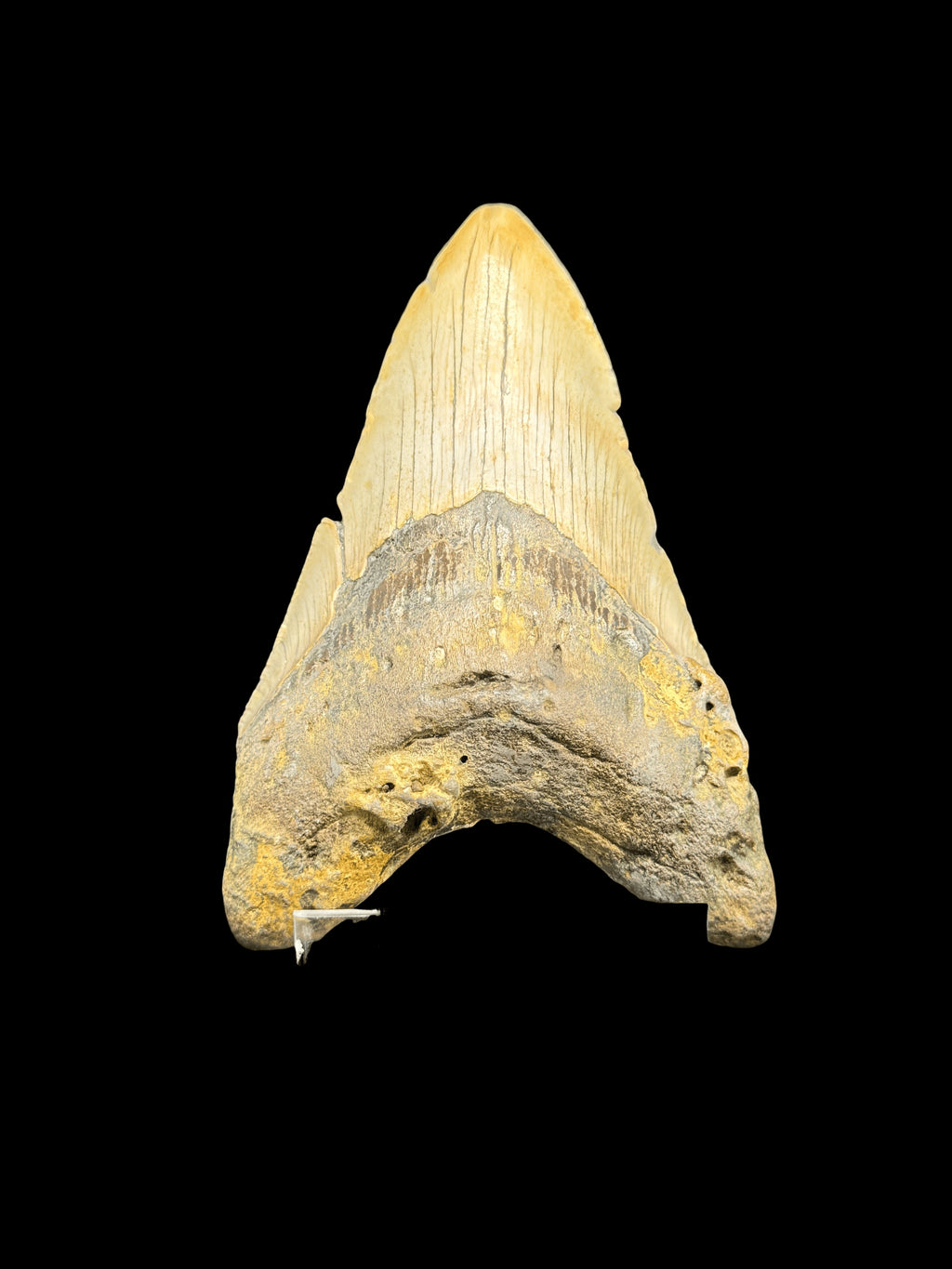 4”3/8” Megalodon Tooth