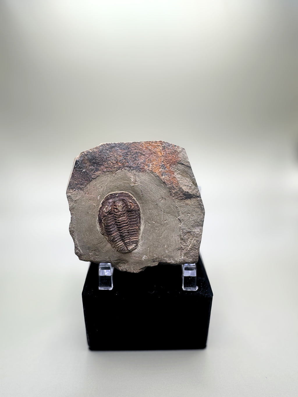Trilobite