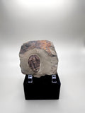 TRILOBITE