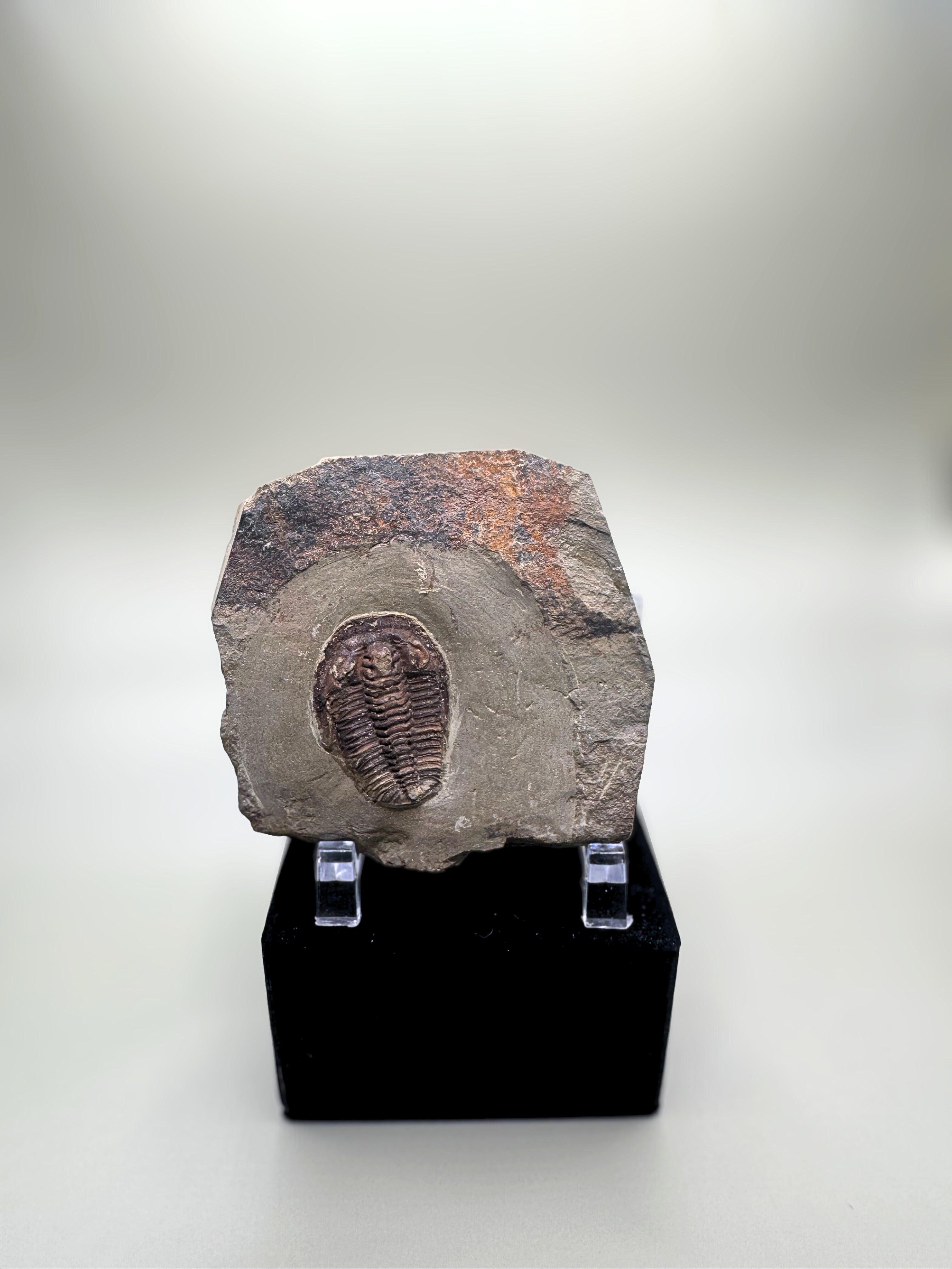 Trilobite