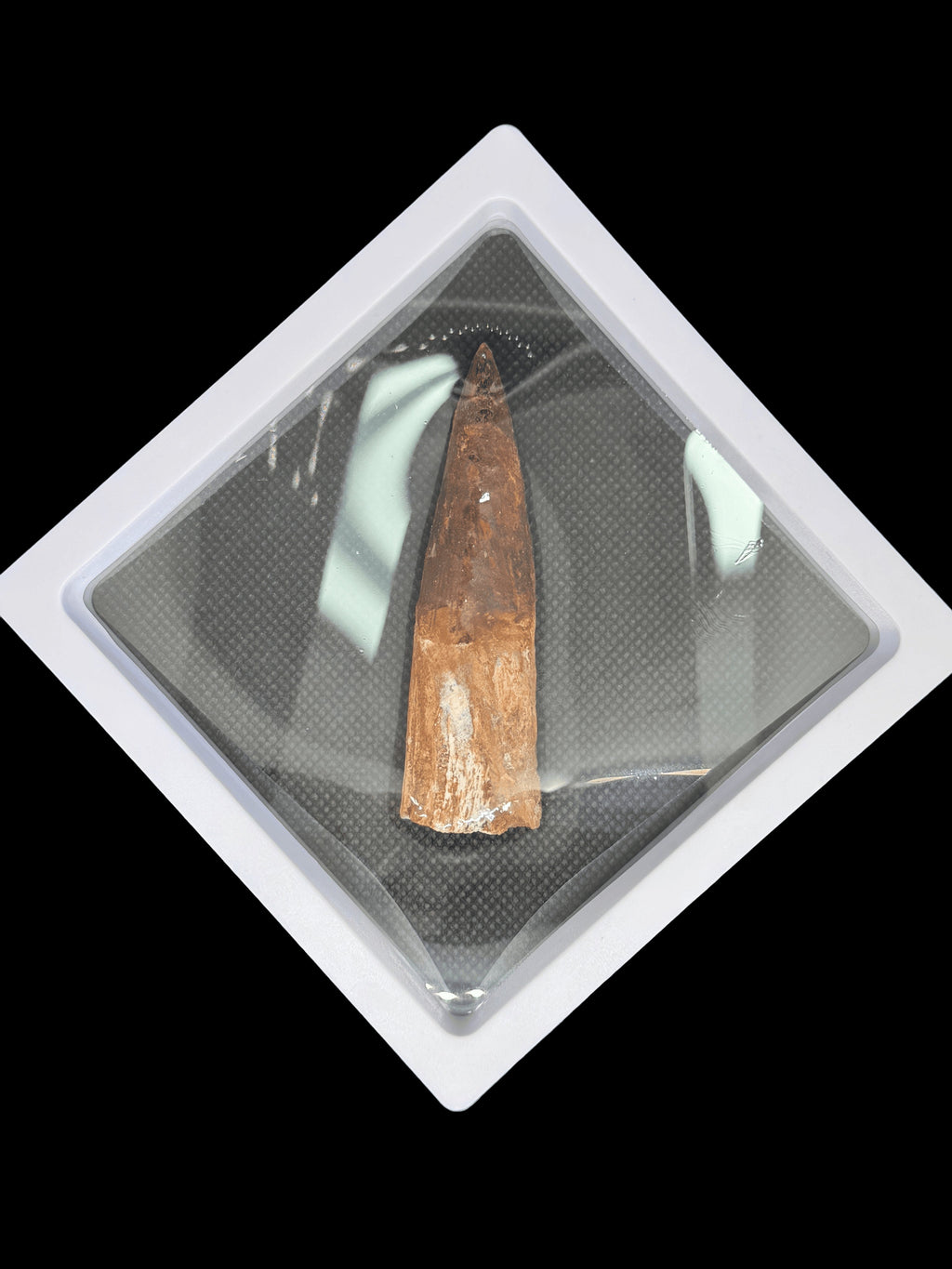 3” Spinosaurus Maroccanus