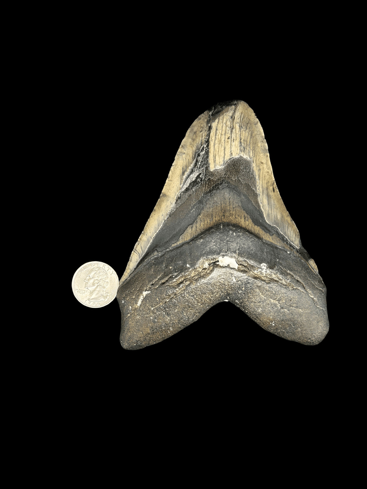 5”1/4” Megalodon Tooth