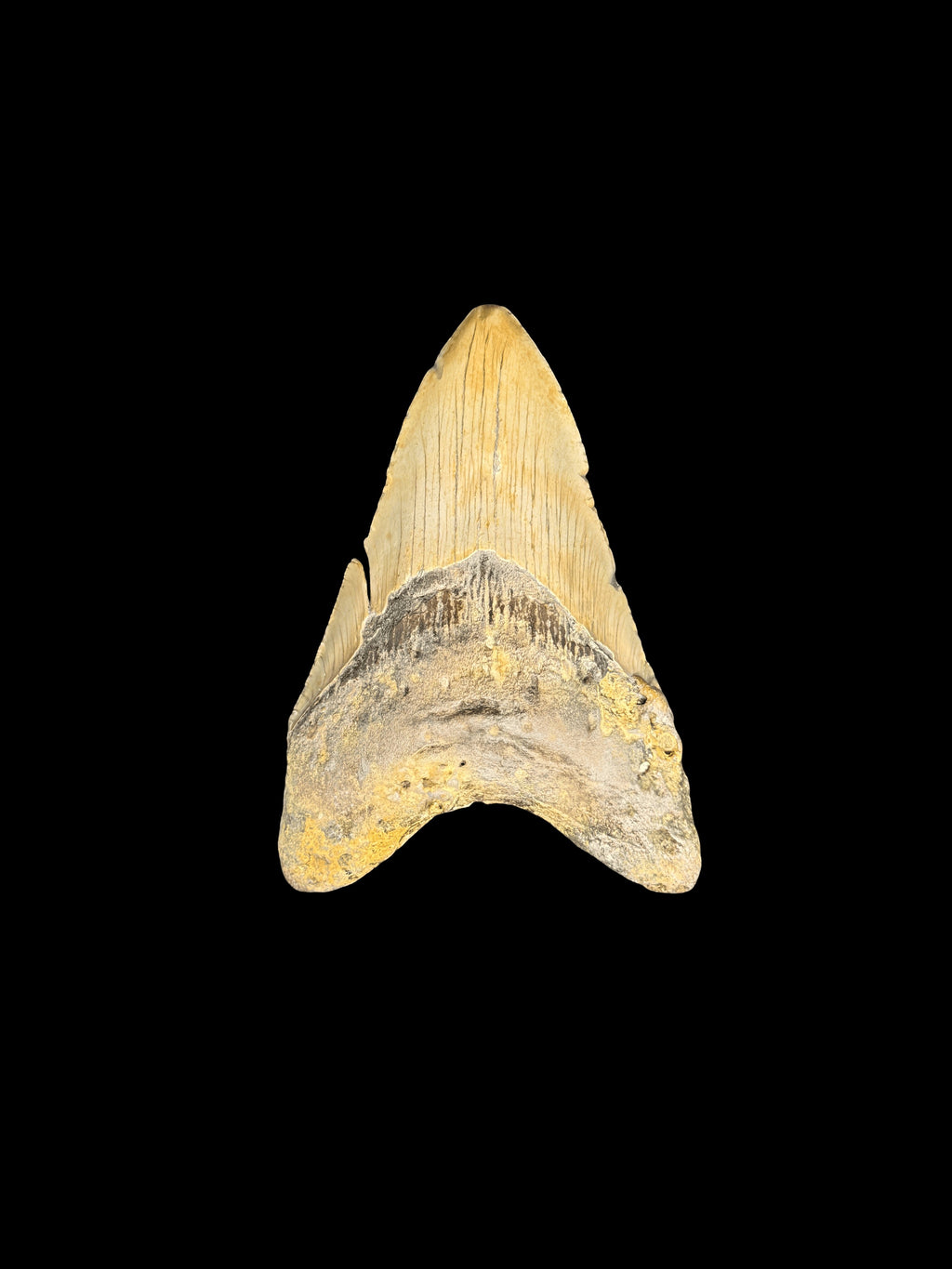 4”3/8” Megalodon Tooth