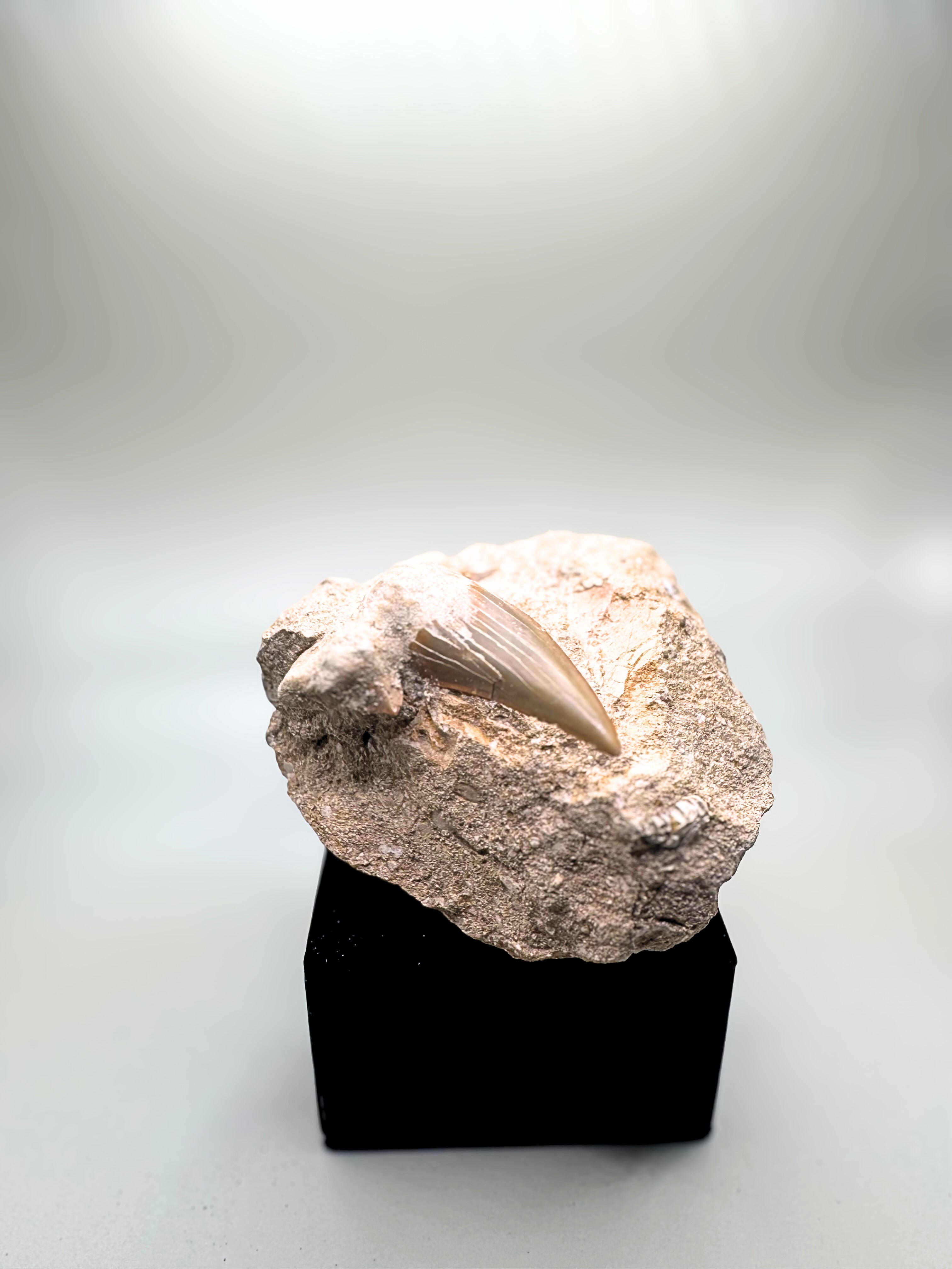 Shark tooth in rock.
