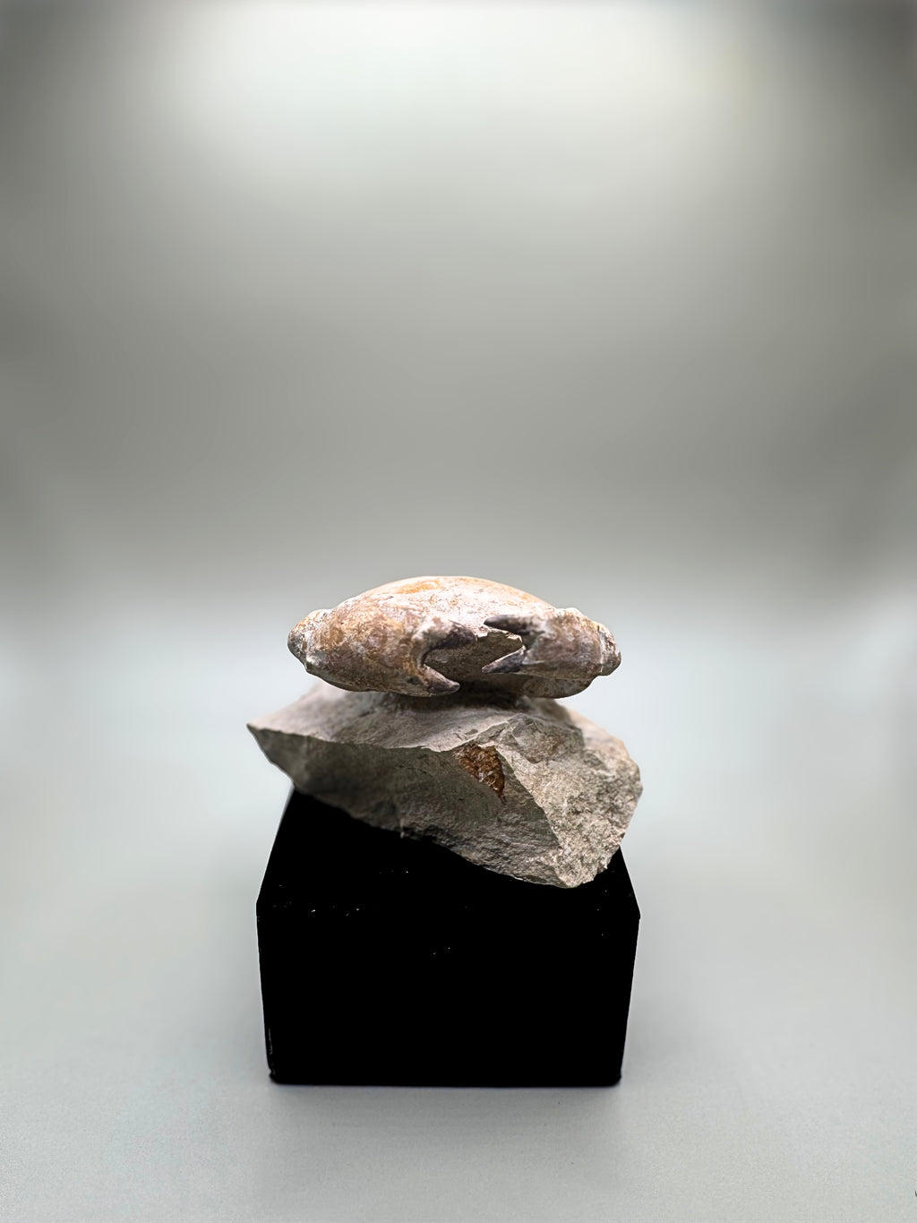 Crab fossil