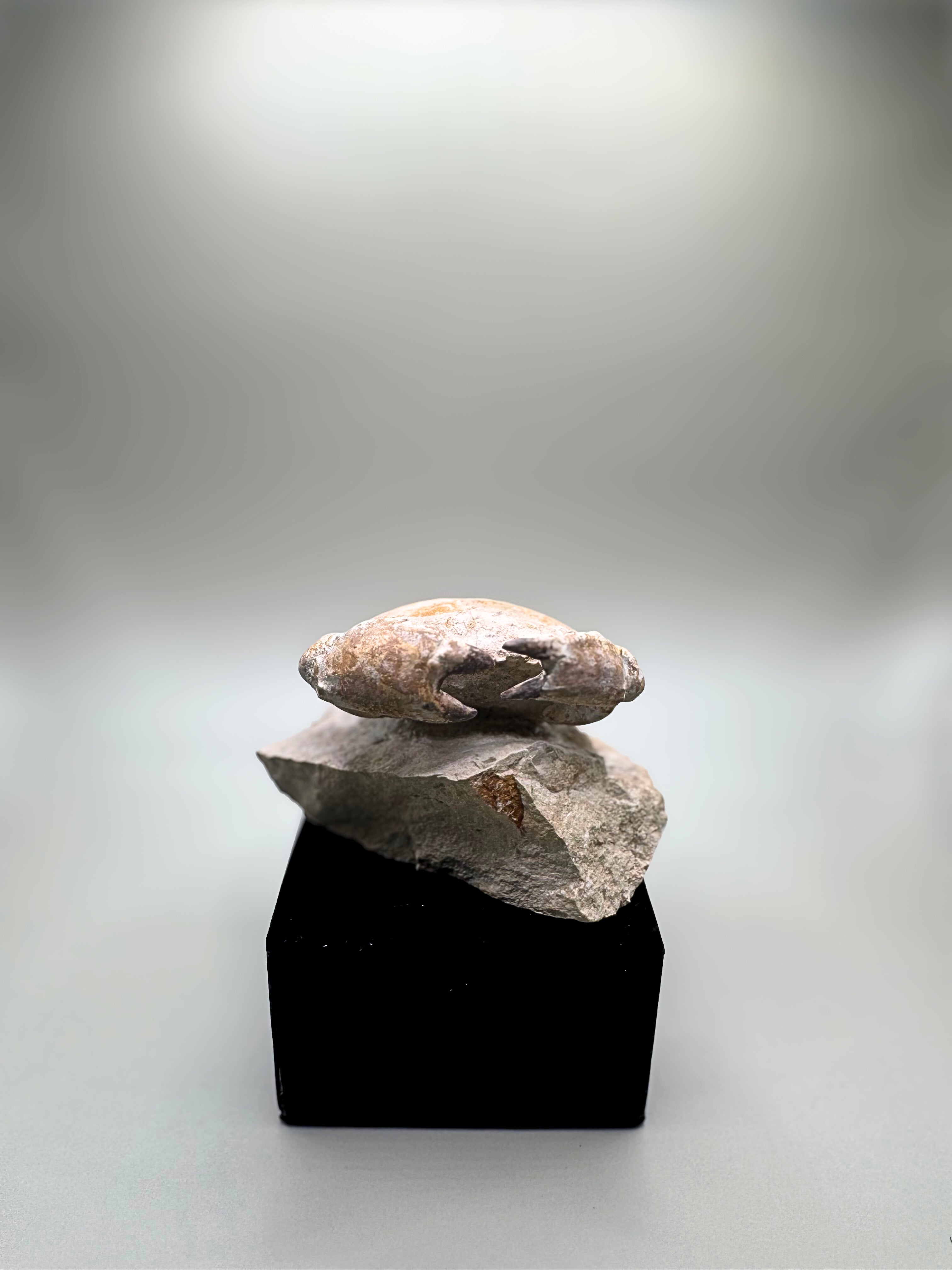 Crab fossil