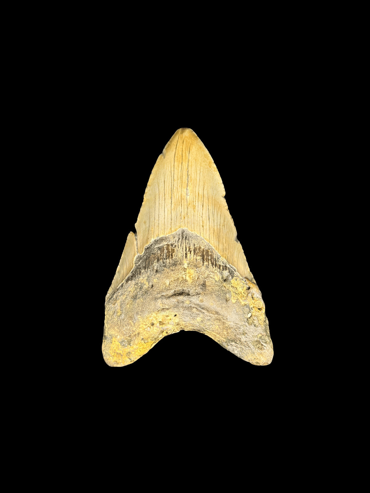 4”3/8” Megalodon Tooth
