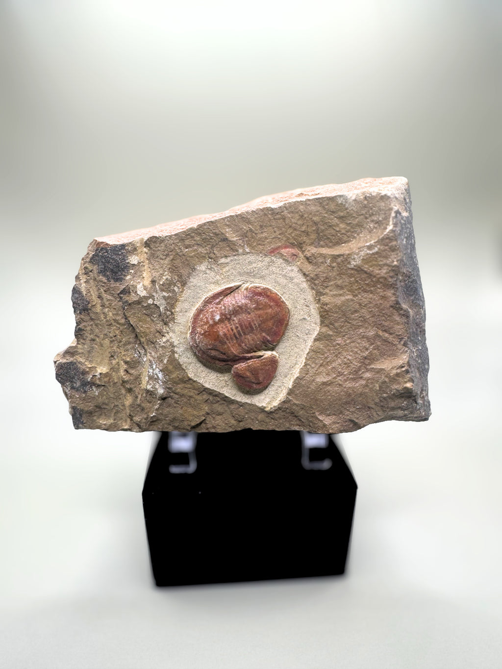 Trilobite