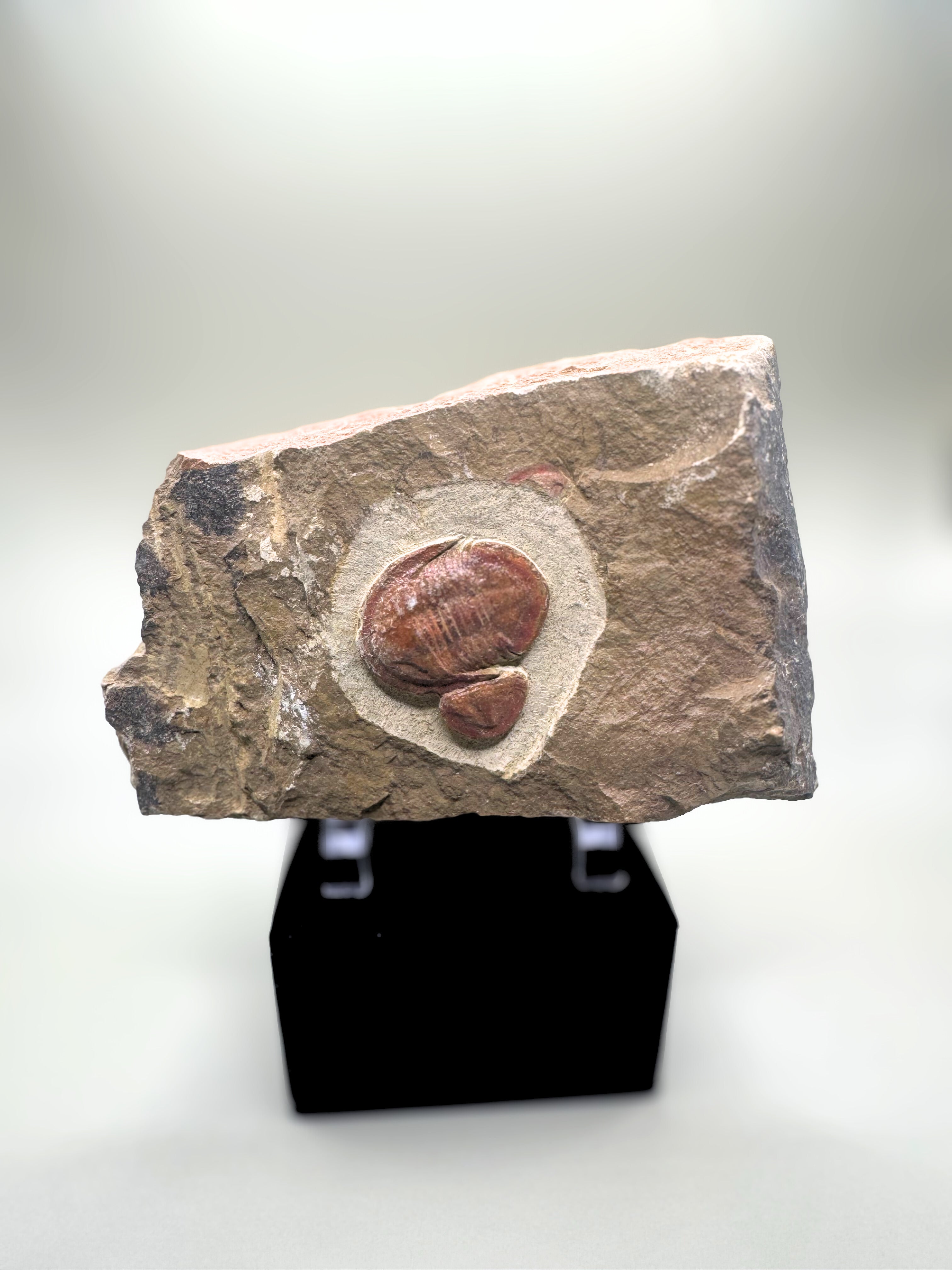 Trilobite