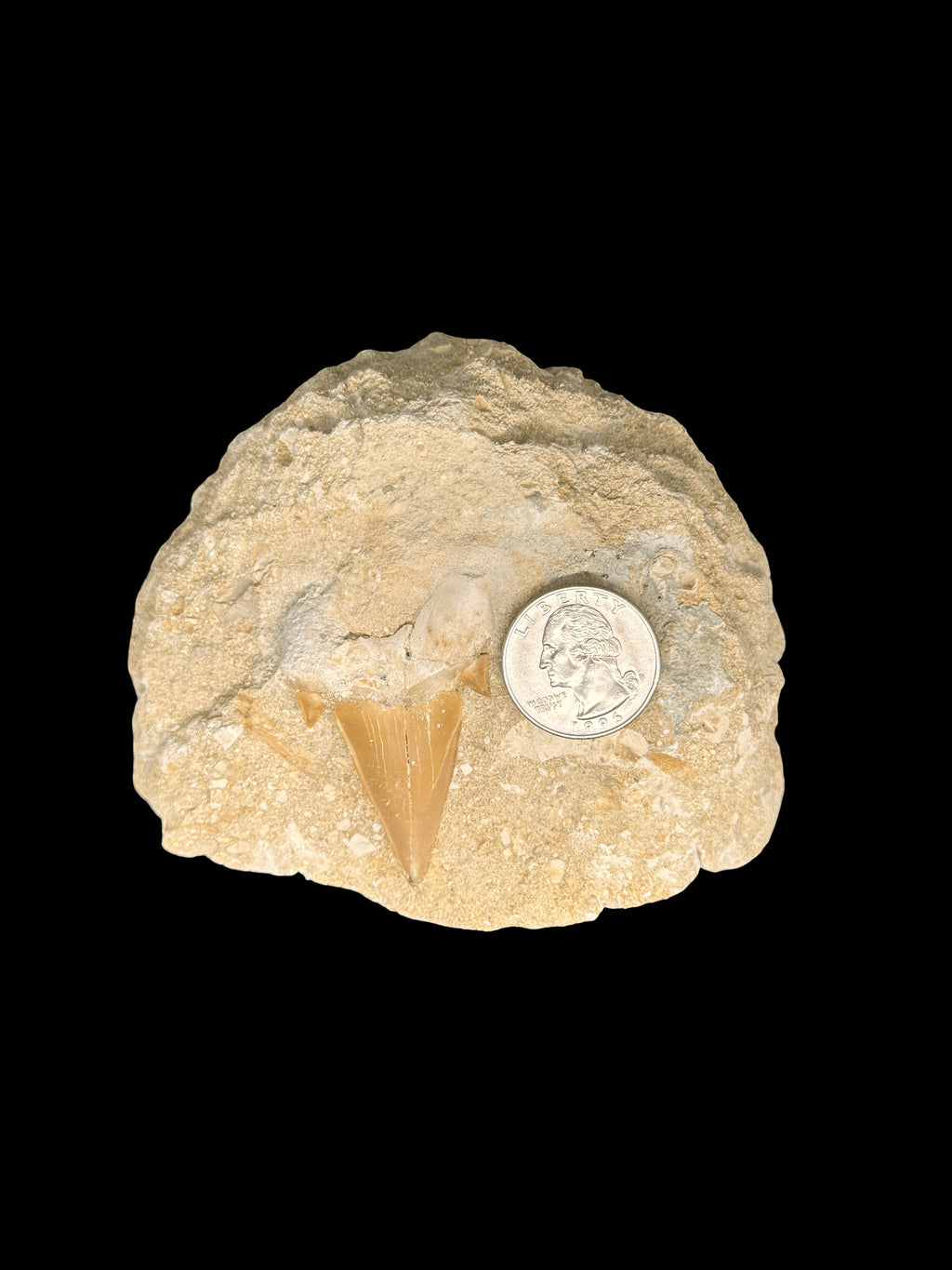 Otodus Obliquus Shark Teeth