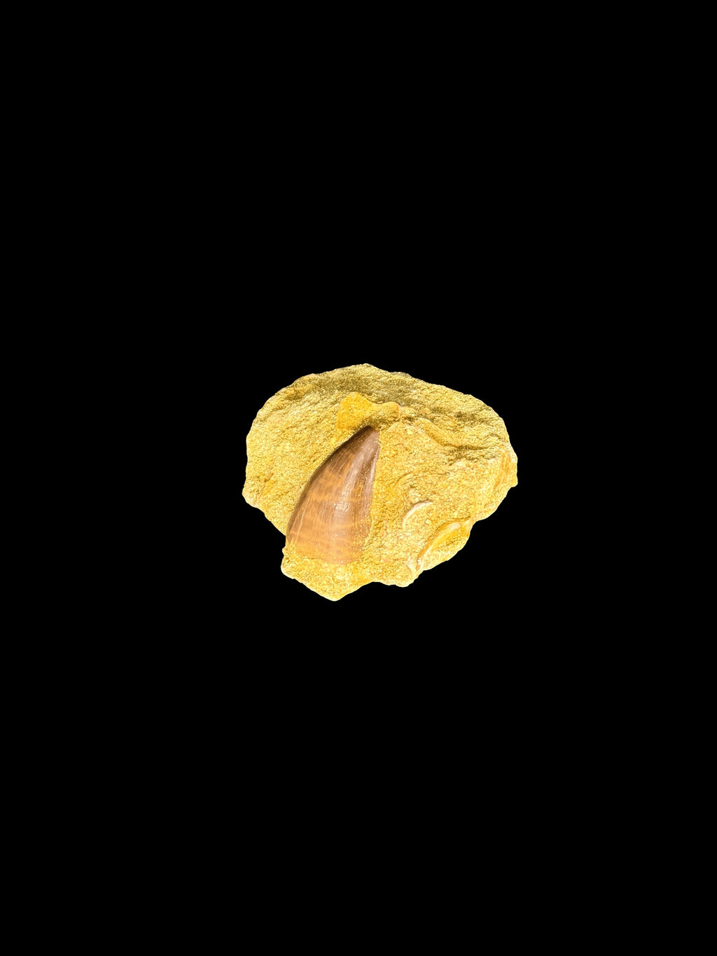 Reptile Mosasaur Teeth