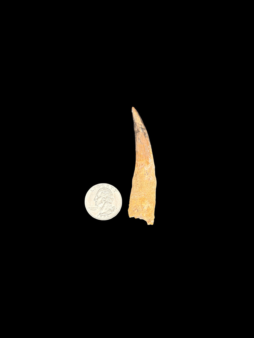3”1/2” Spinosaurus Maroccanus Tooth