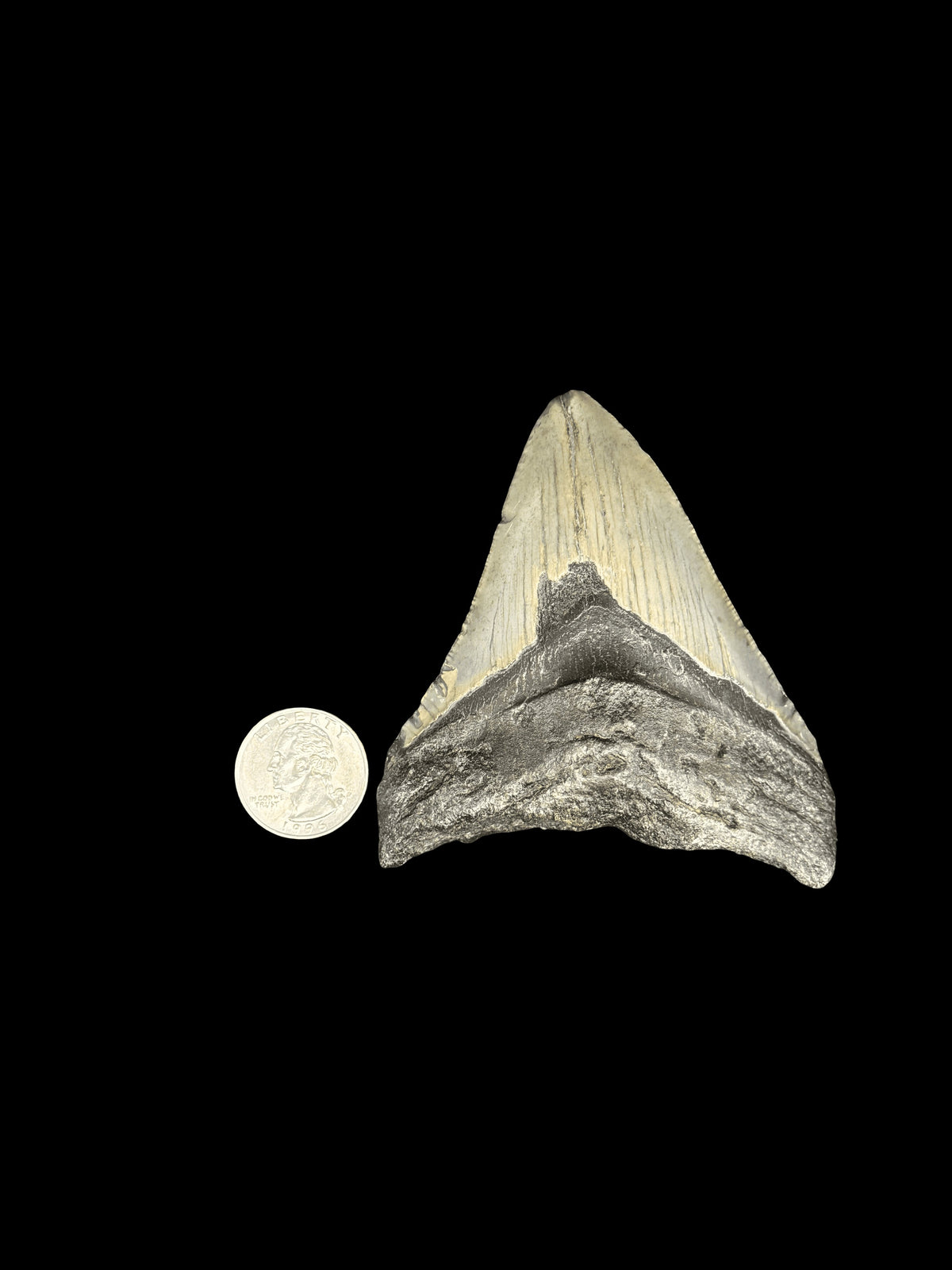 3”1/2” Megalodon Tooth