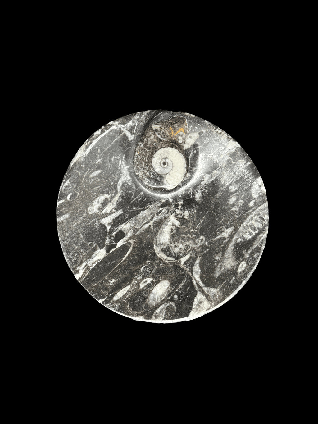 450 Million Years Old Circle Fossil Plate