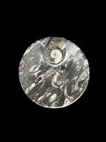 450 Million Years Old Circle Fossil Plate