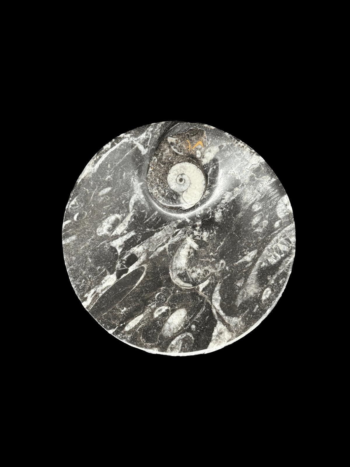 450 Million Years Old Circle Fossil Plate