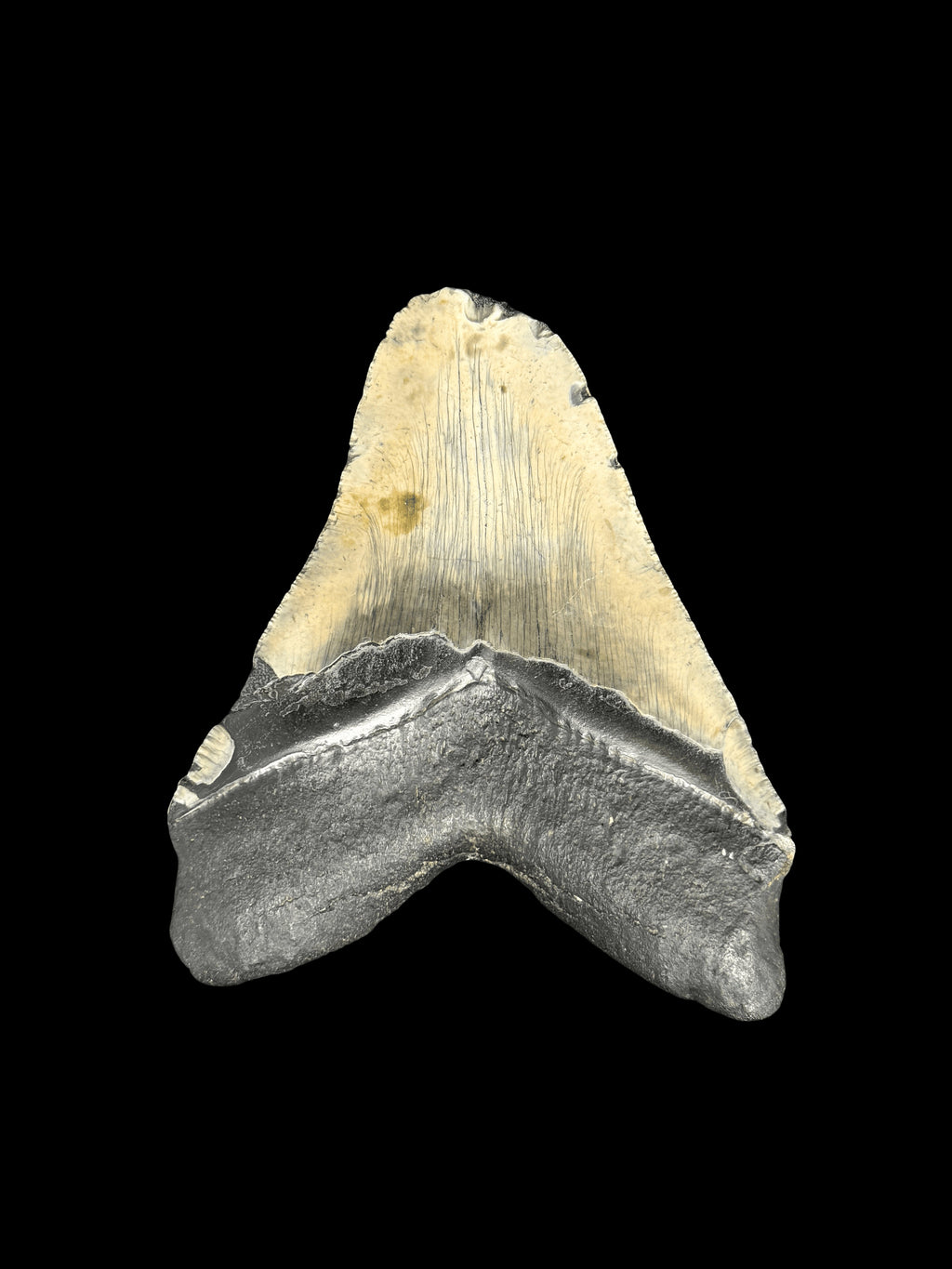 5”1/4” Megalodon Tooth