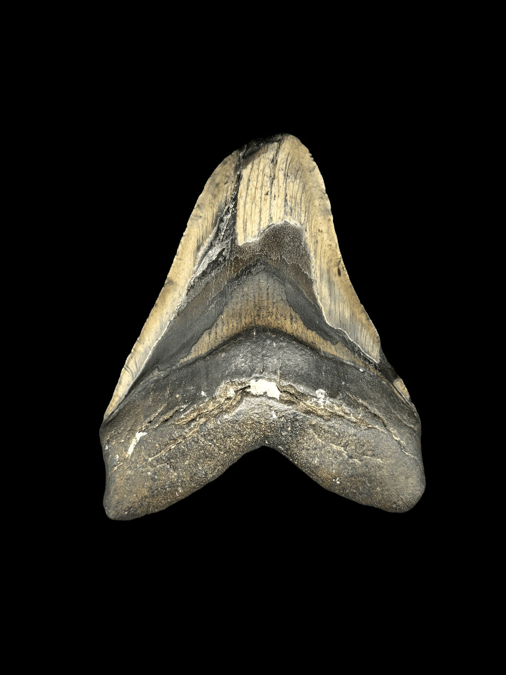 5”1/4” Megalodon Tooth