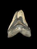 5”1/4” Megalodon Tooth
