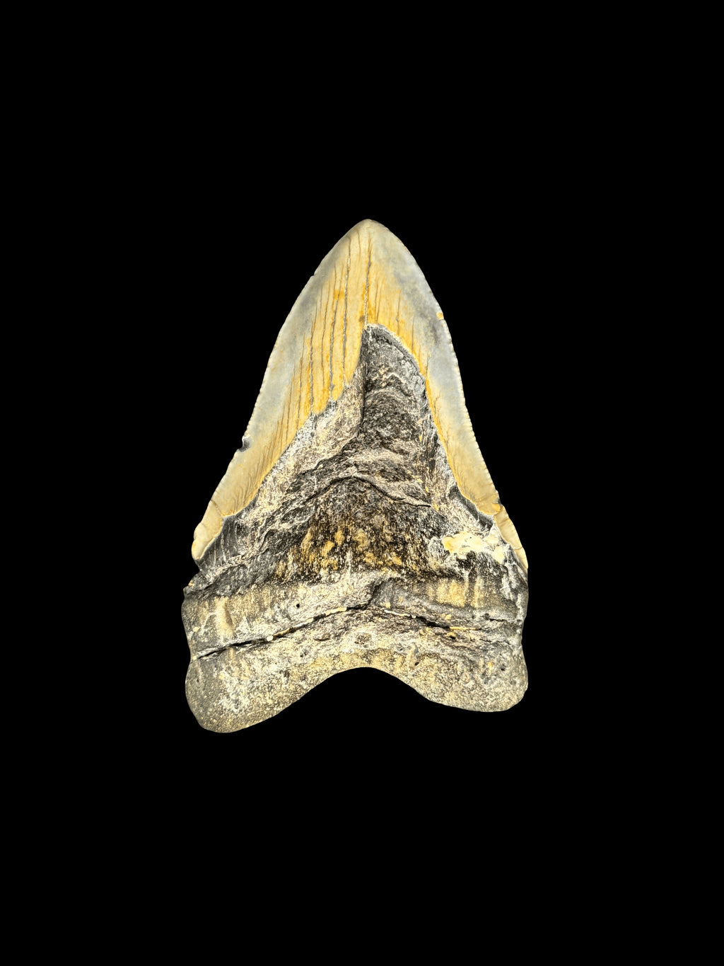 5” Megalodon Tooth