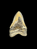 5” Megalodon Tooth