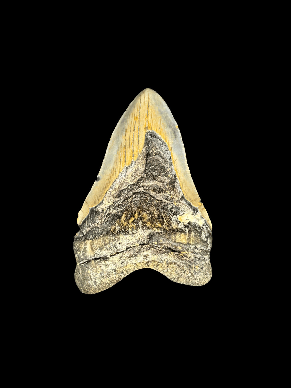 5” Megalodon Tooth