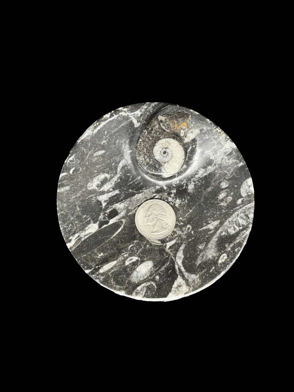 450 Million Years Old Circle Fossil Plate