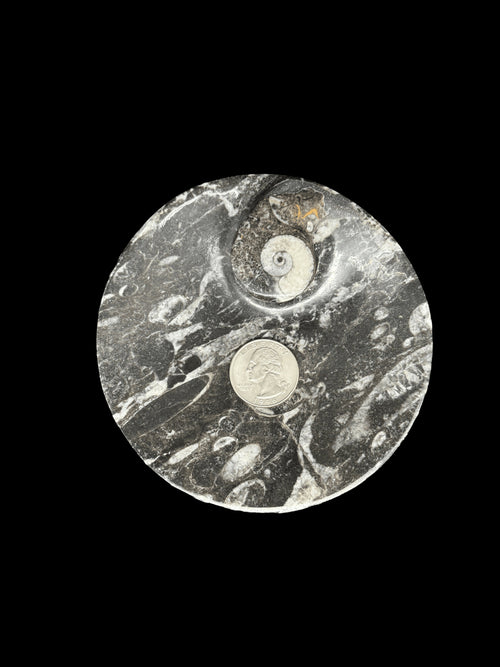 450 Million Years Old Circle Fossil Plate
