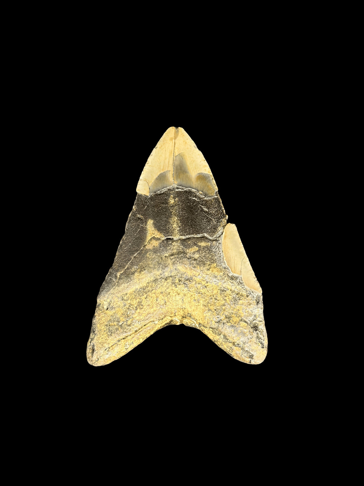 4”3/8” Megalodon Tooth