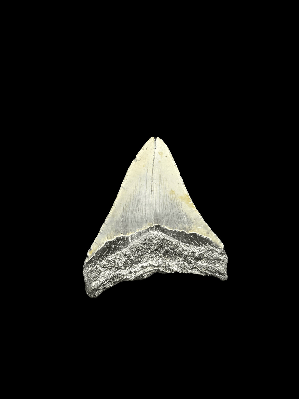 3”1/2” Megalodon Tooth