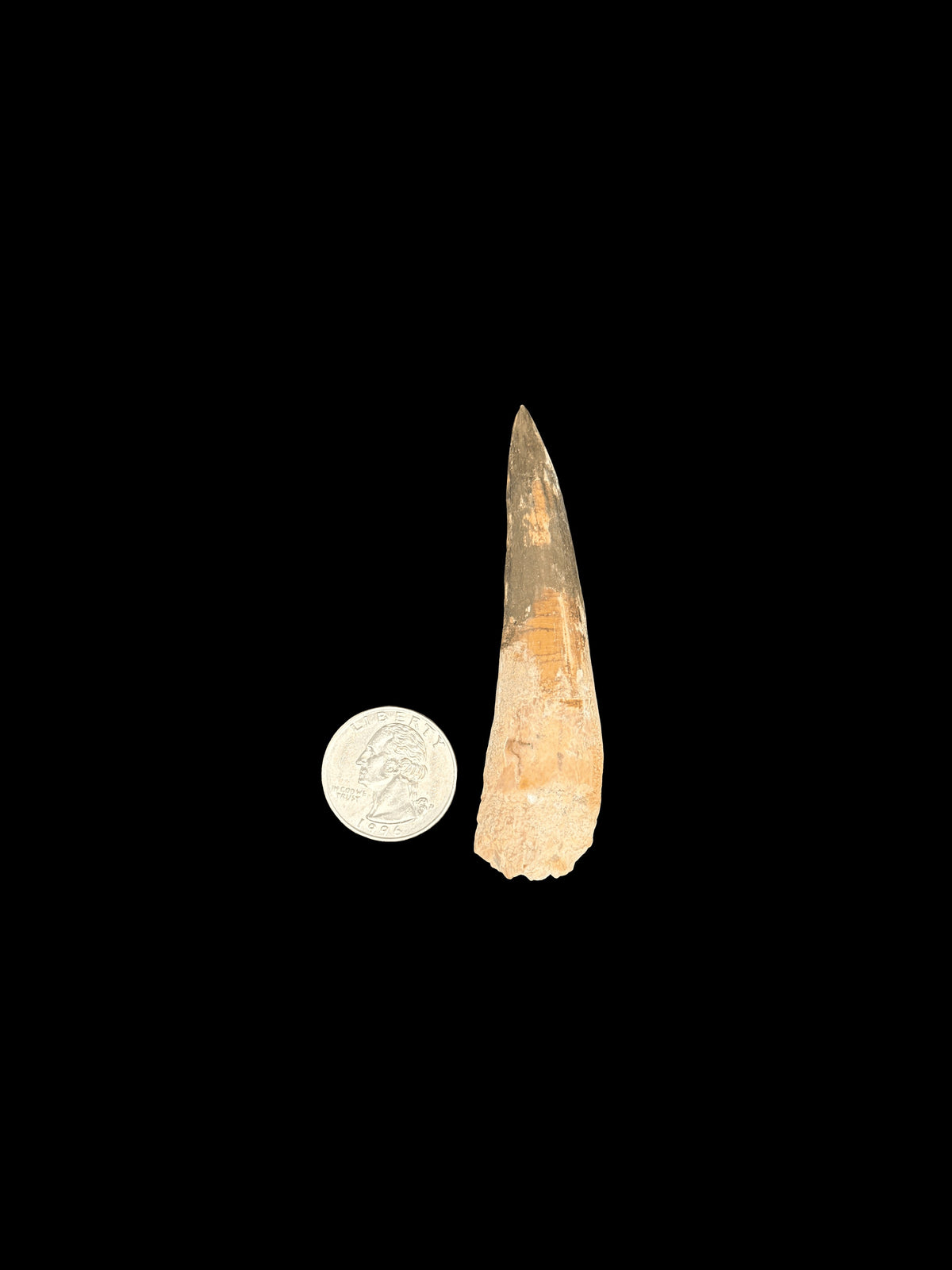 3” Spinosaurus Maroccanus