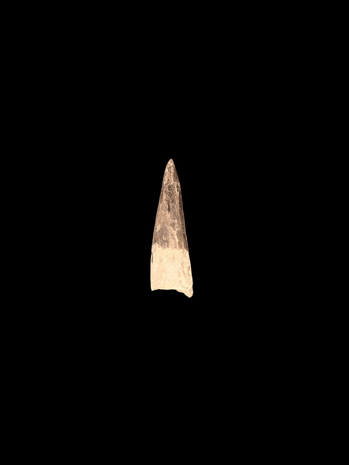 2”3/8” Spinosaurus Maroccanus