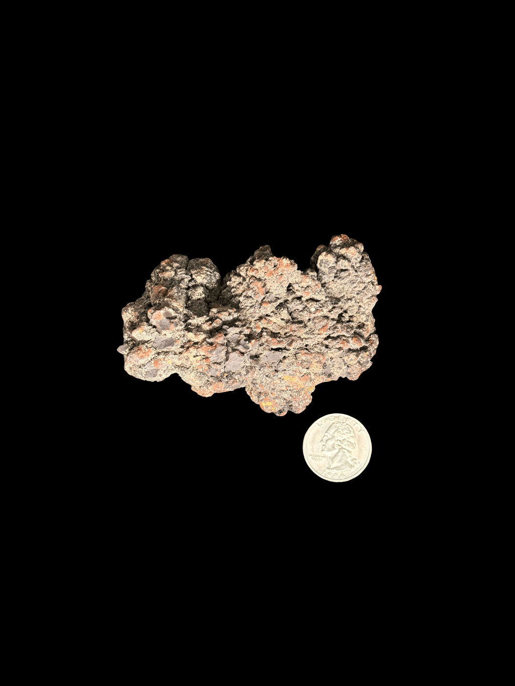 Coprolite Fossilized Dinosaur Dung