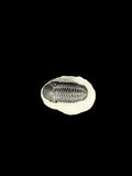 450 Million Years Old Trilobite South East Morocco