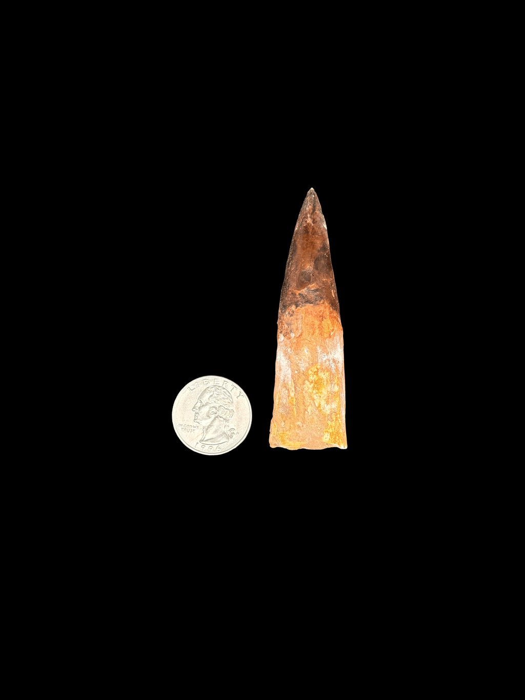 3” Spinosaurus Maroccanus